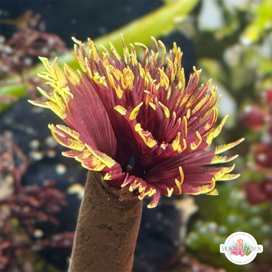 Golden Sun Feather Duster | Sabellastarte sp.