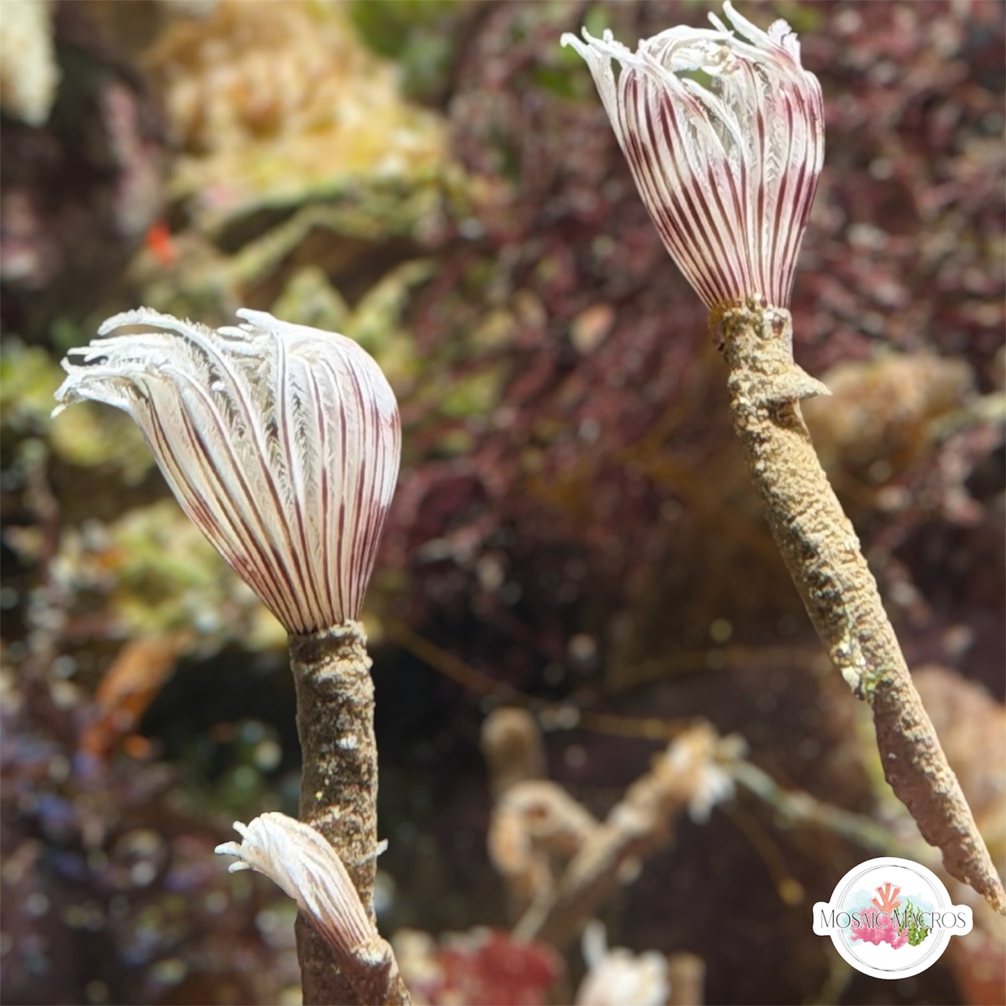 Mini Orchid Feather Duster | Sabellidae spp.