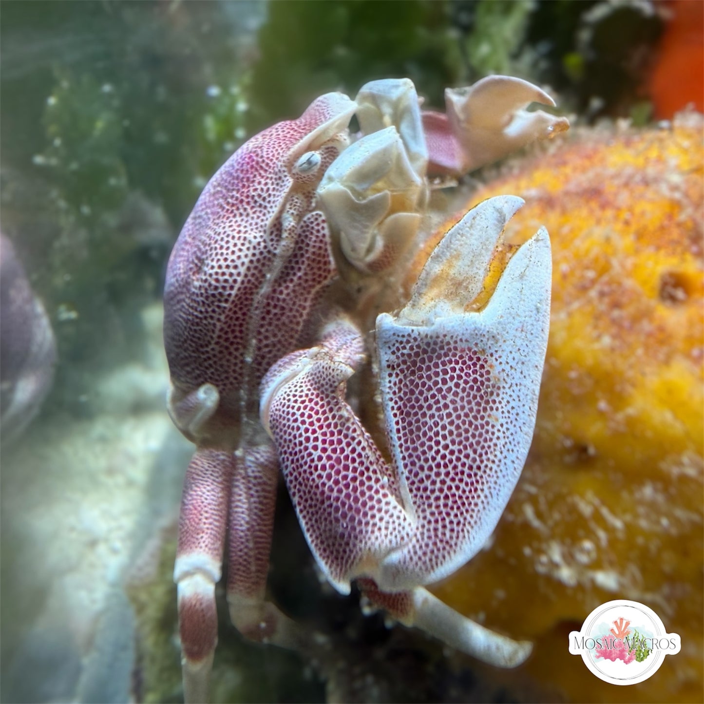 Anemone Porcelain Crab | Neopetrolisthes maculatus