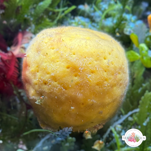 Ball Sponge | Cinachyra alloclada