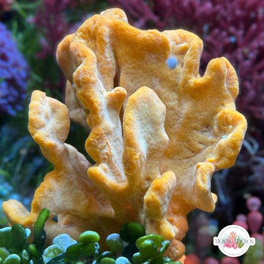 Elephant Ear Sponge | Agelas clathrodes