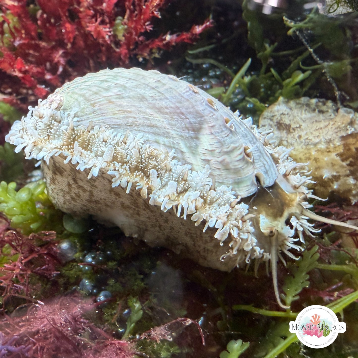 Donkey Ear Abalone Snail | Haliotis asinina