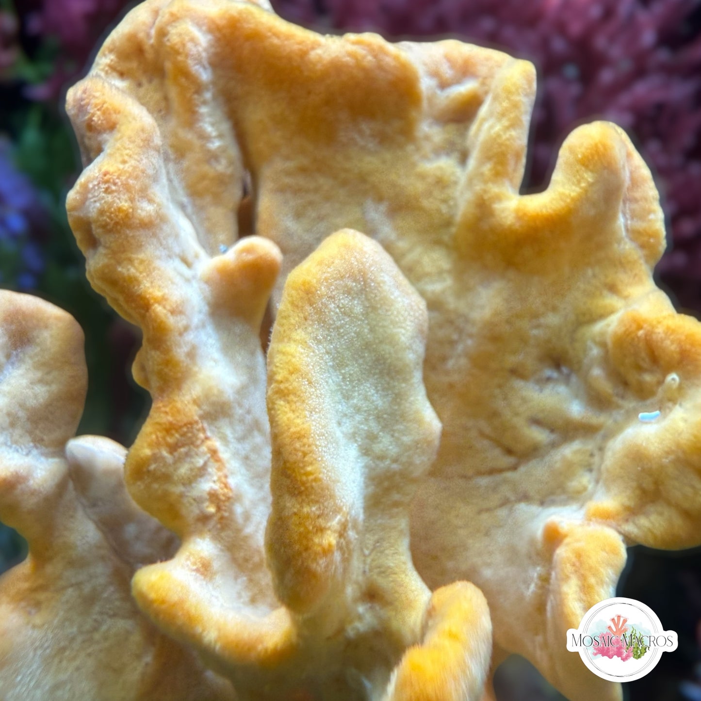 Elephant Ear Sponge | Agelas clathrodes