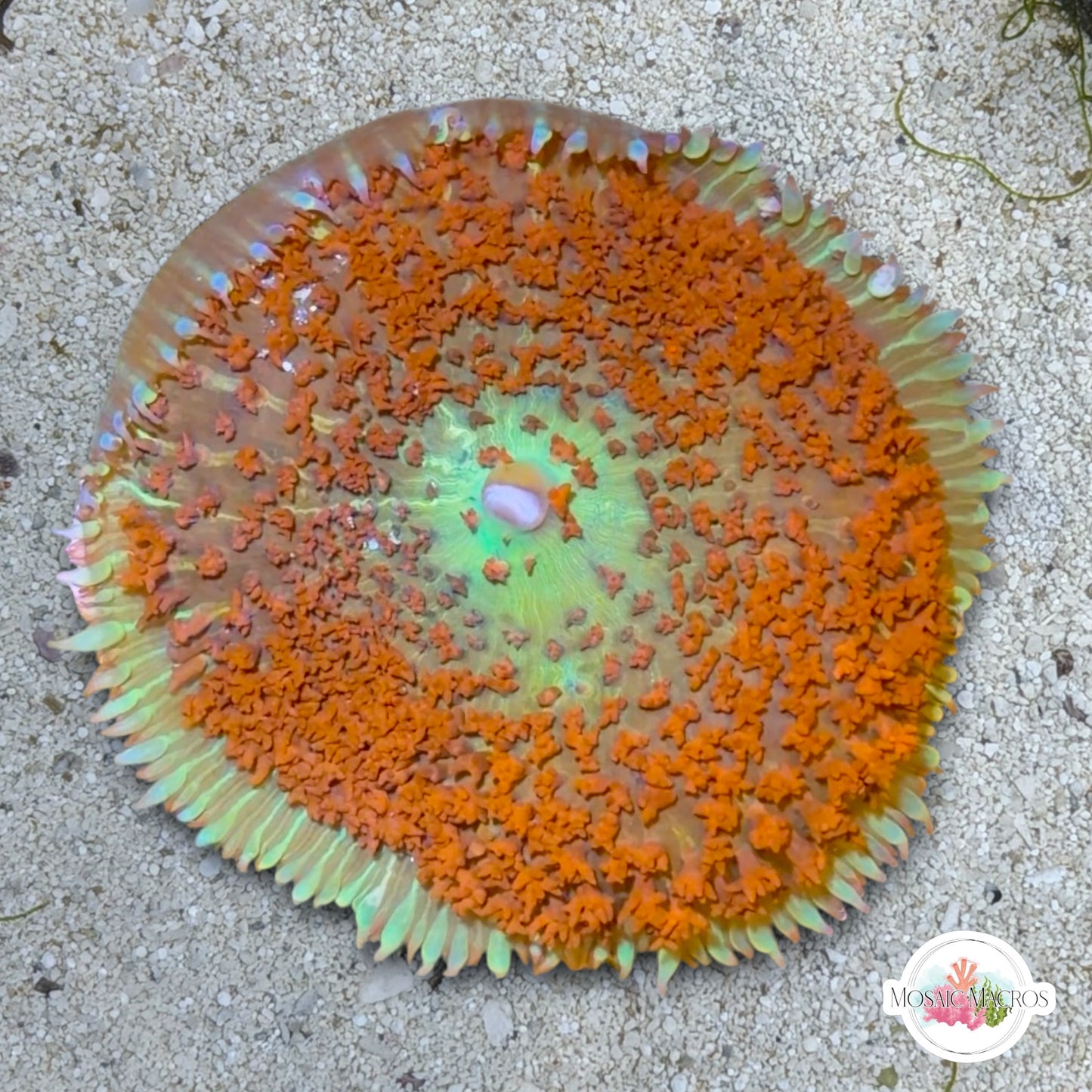 Saint Thomas Mushroom | Rhodactis sanctithomae