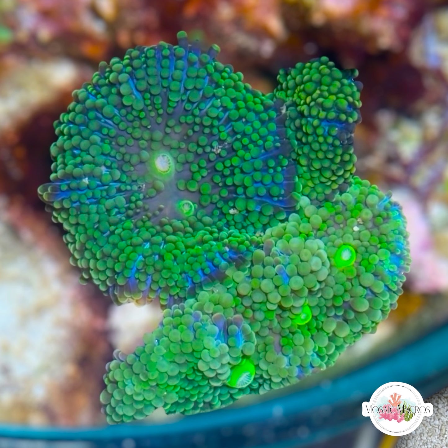 FL Ricordea Mushroom | Ricordea sp.