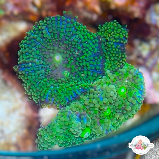 FL Ricordea Mushroom | Ricordea sp.