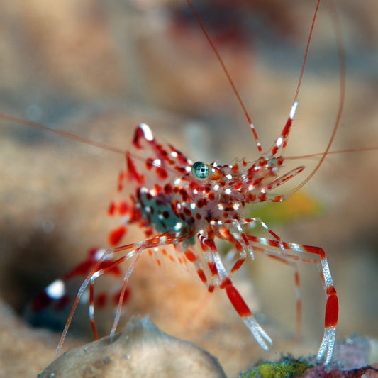 Bruun’s Cleaner Shrimp | Urocaridella antonbruunii