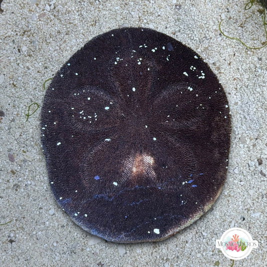 Biscuit Heart Urchin | Meoma ventricosa