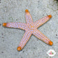 Indigo Ridge Reef Starfish | Echinaster spinulosus