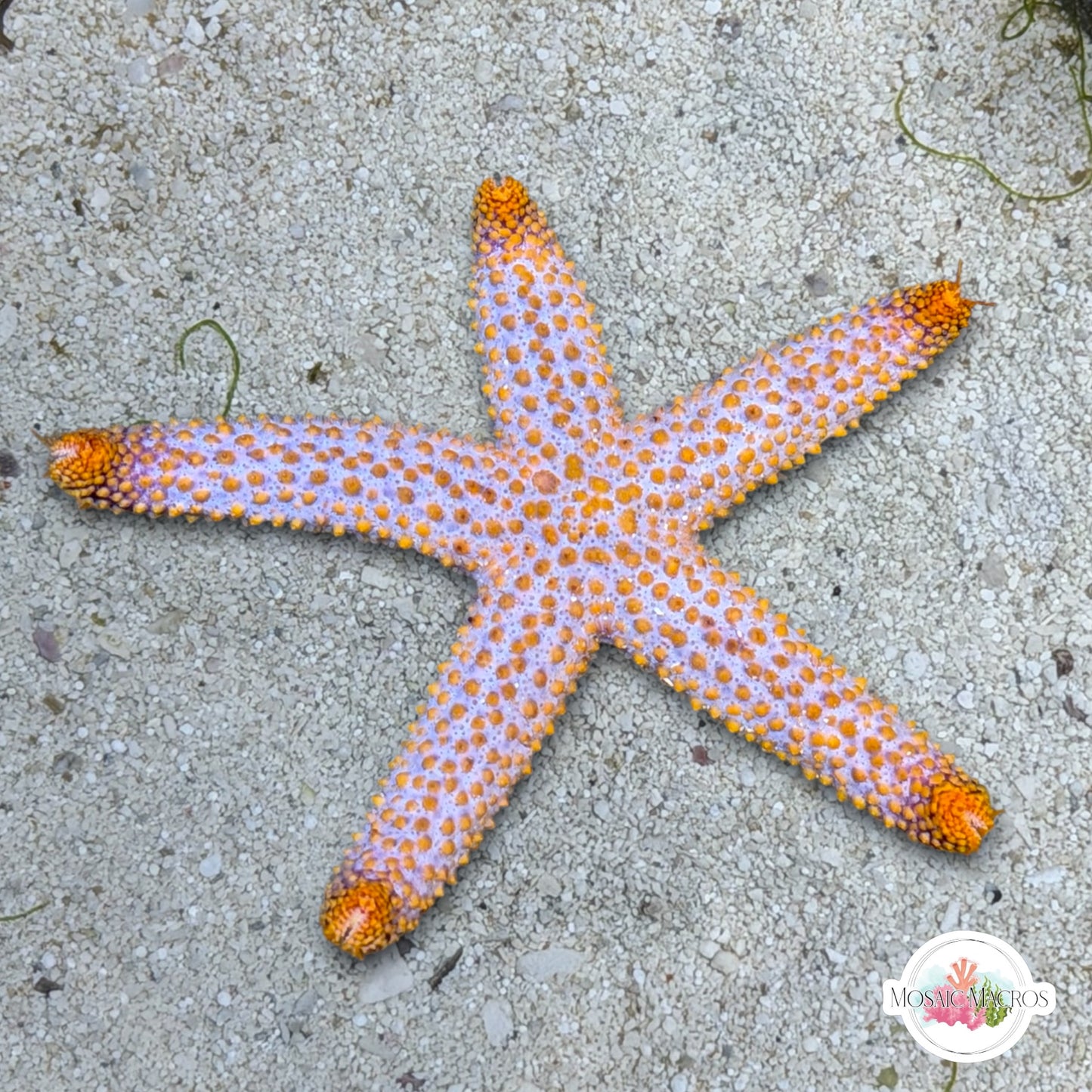 Indigo Conical-Spined Starfish | Echinaster sentus