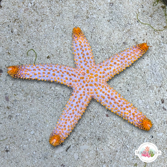 Indigo Conical-Spined Starfish | Echinaster sentus