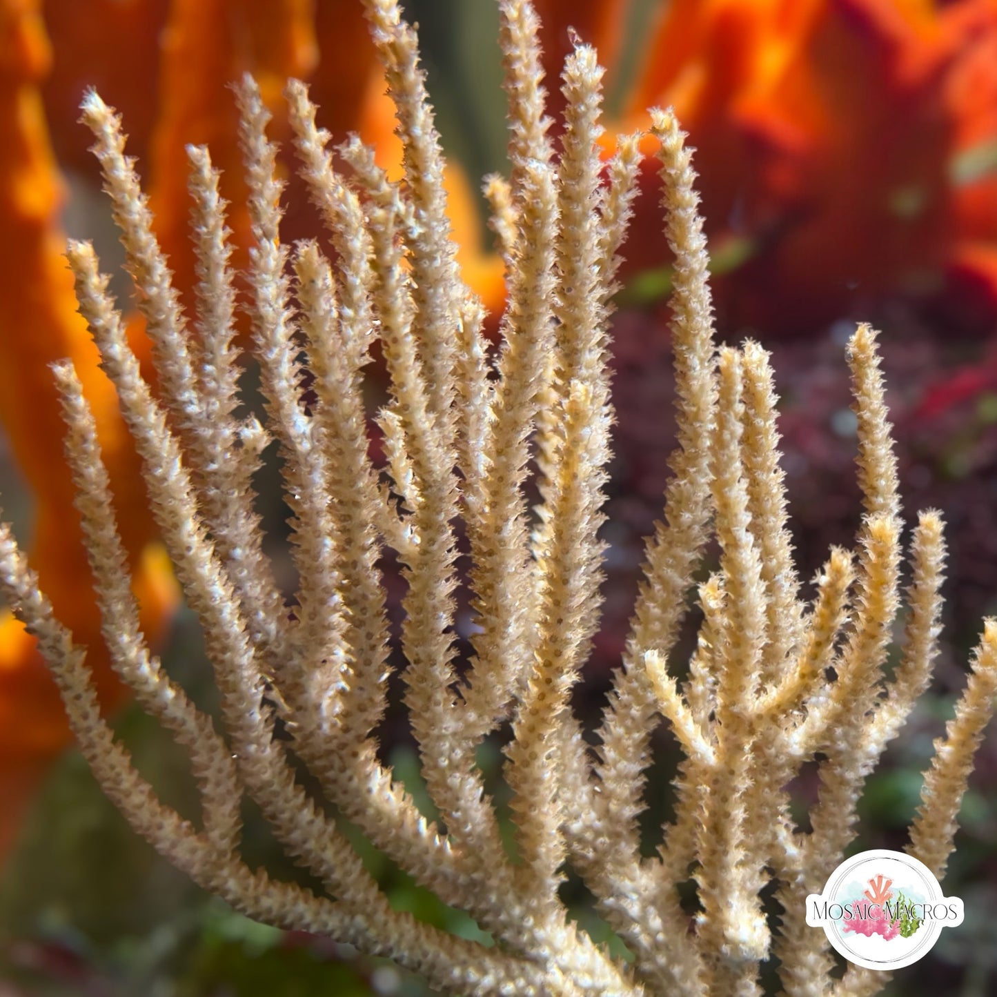 Tan Spiny Gorgonian | Muricea sp.