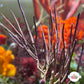Purple Grooved-Blade Sea Whip Gorgonian | Pterogorgia Guadlupensis