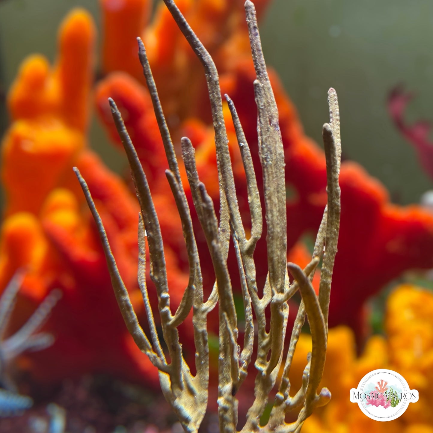 Grooved-Blade Sea Whip Gorgonian | Pterogorgia Guadlupensis
