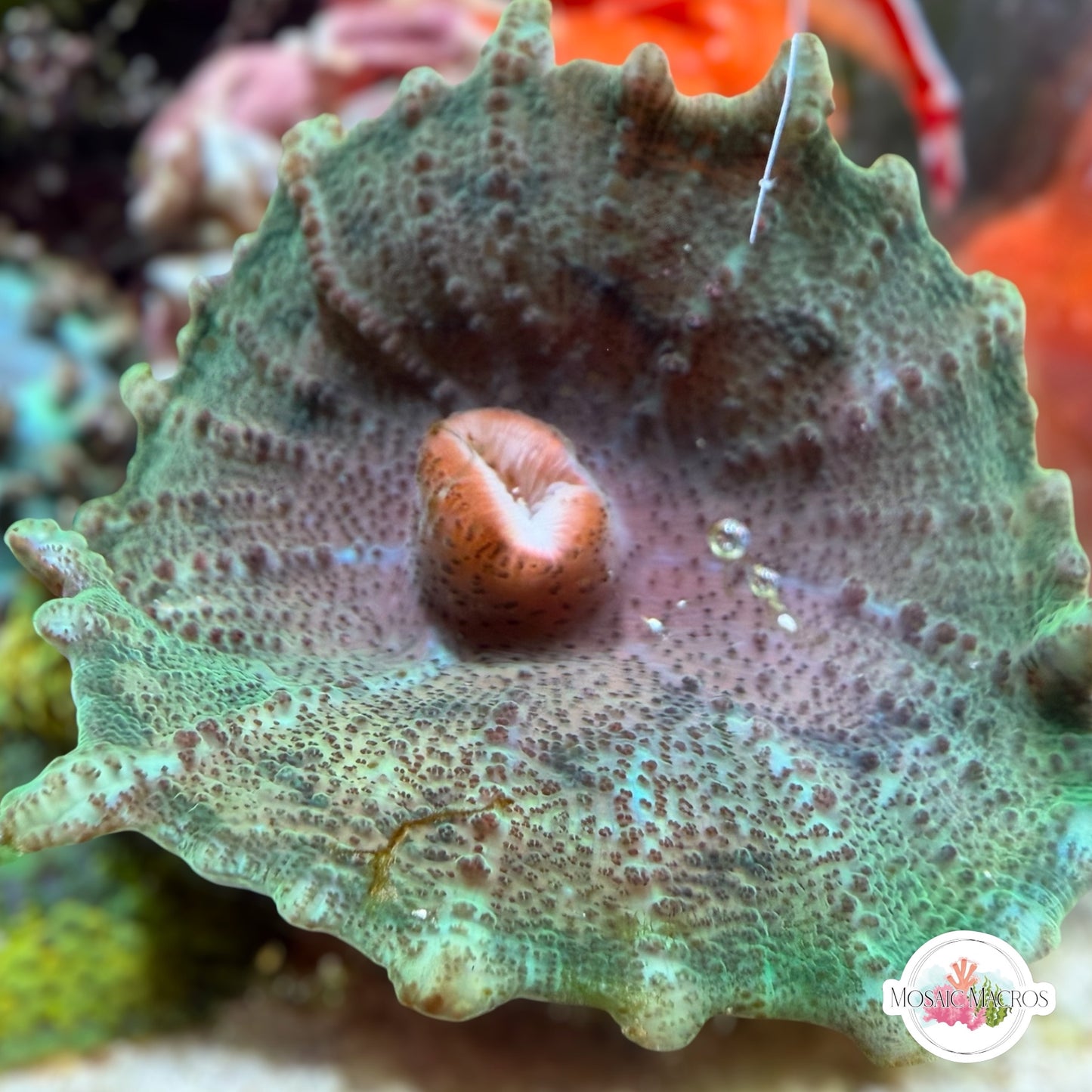 Umbrella Mushroom | Discosoma neglecta