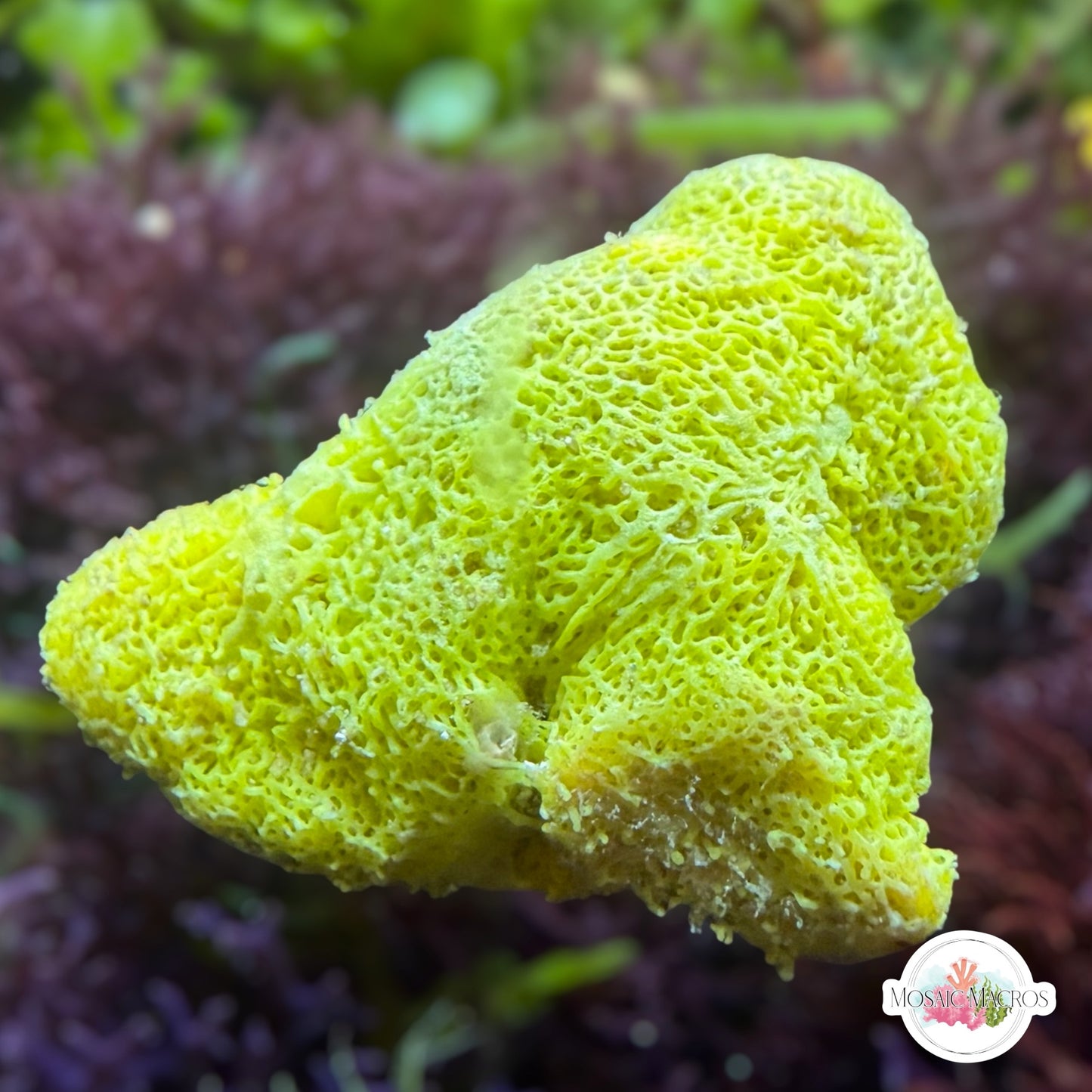 Neon Yellow Sponge | Unknown sp.