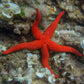 Orange Starfish | Echinaster purpureus