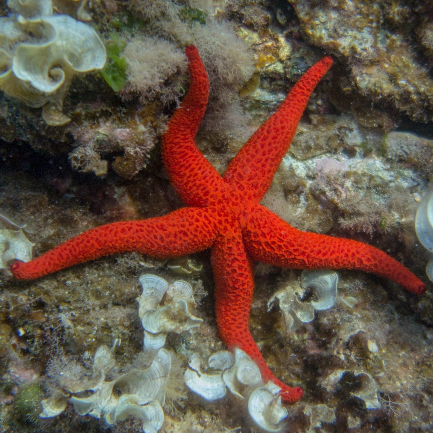 Orange Starfish | Echinaster purpureus