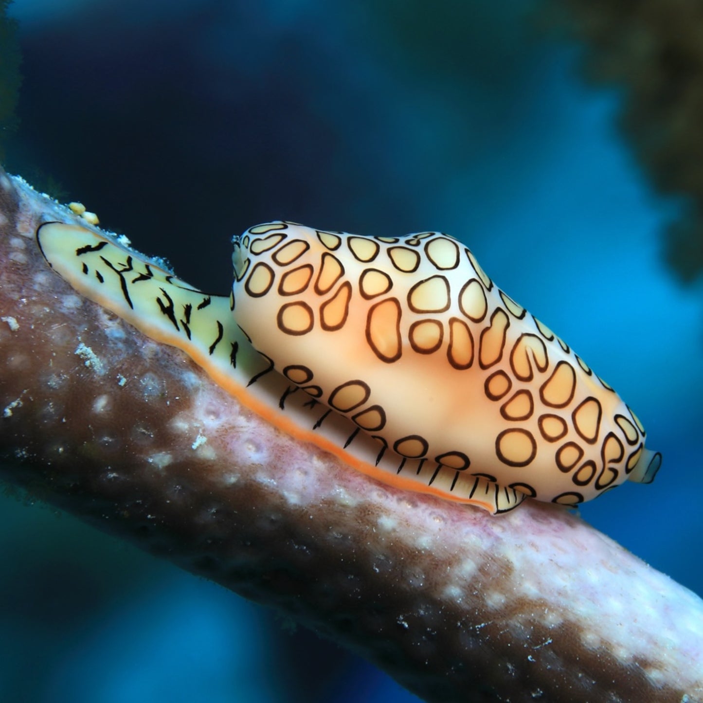 Flamingo Tongue Snail | Cyphoma gibbosum