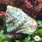XL Turban Snail | Lithopoma sp.