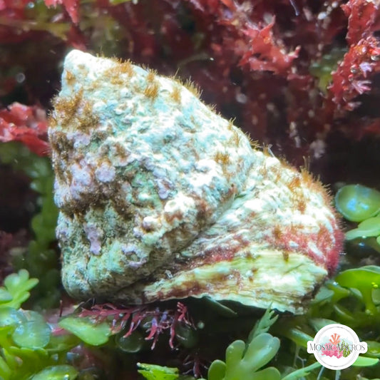 XL Turban Snail | Lithopoma sp.