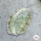 Donkey Ear Abalone Snail | Haliotis asinina