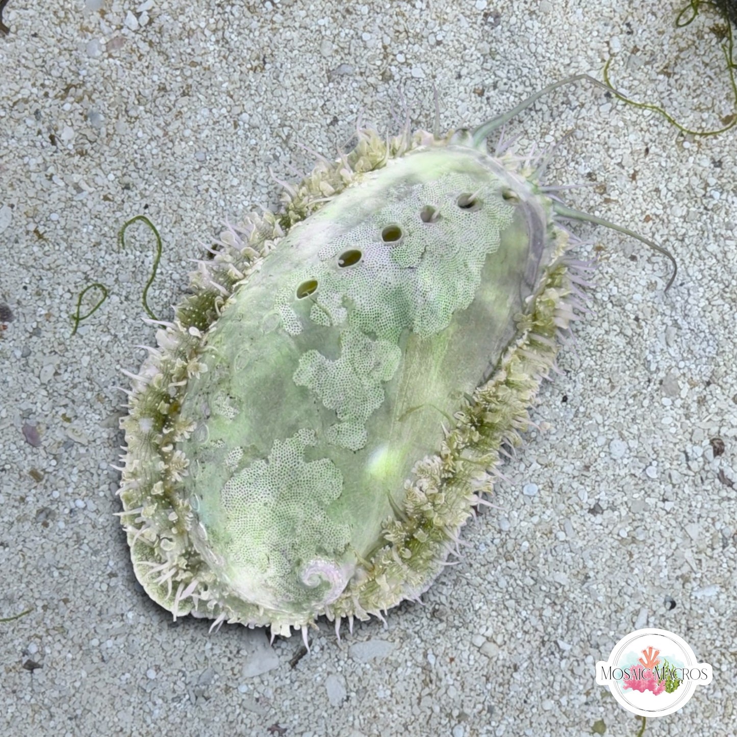 Donkey Ear Abalone Snail | Haliotis asinina