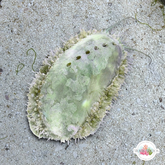 Donkey Ear Abalone Snail | Haliotis asinina