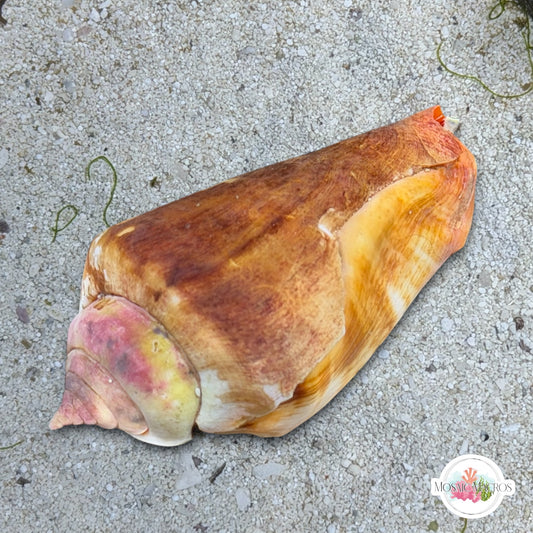 Strawberry Tiger Conch Snail | Conomurex luhuanus