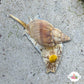 Large Tongan Nassarius Snail | Nassarius distortus