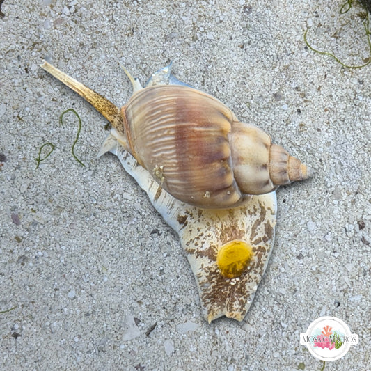 Large Tongan Nassarius Snail | Nassarius distortus