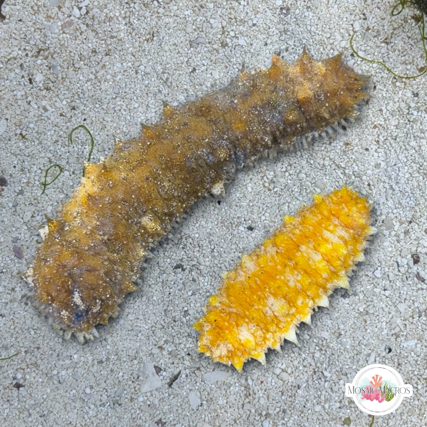 Assorted Florida Sea Cucumber | Holothuroidea spp.