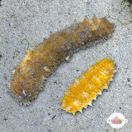 Assorted Florida Sea Cucumber | Holothuroidea spp.