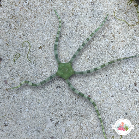 Green-Banded Serpent Star | Ophiuroids spp.