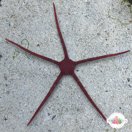 Purple Serpent Star | Ophiuroids spp.