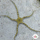 Giraffe Serpent Star | Ophiuroids spp.