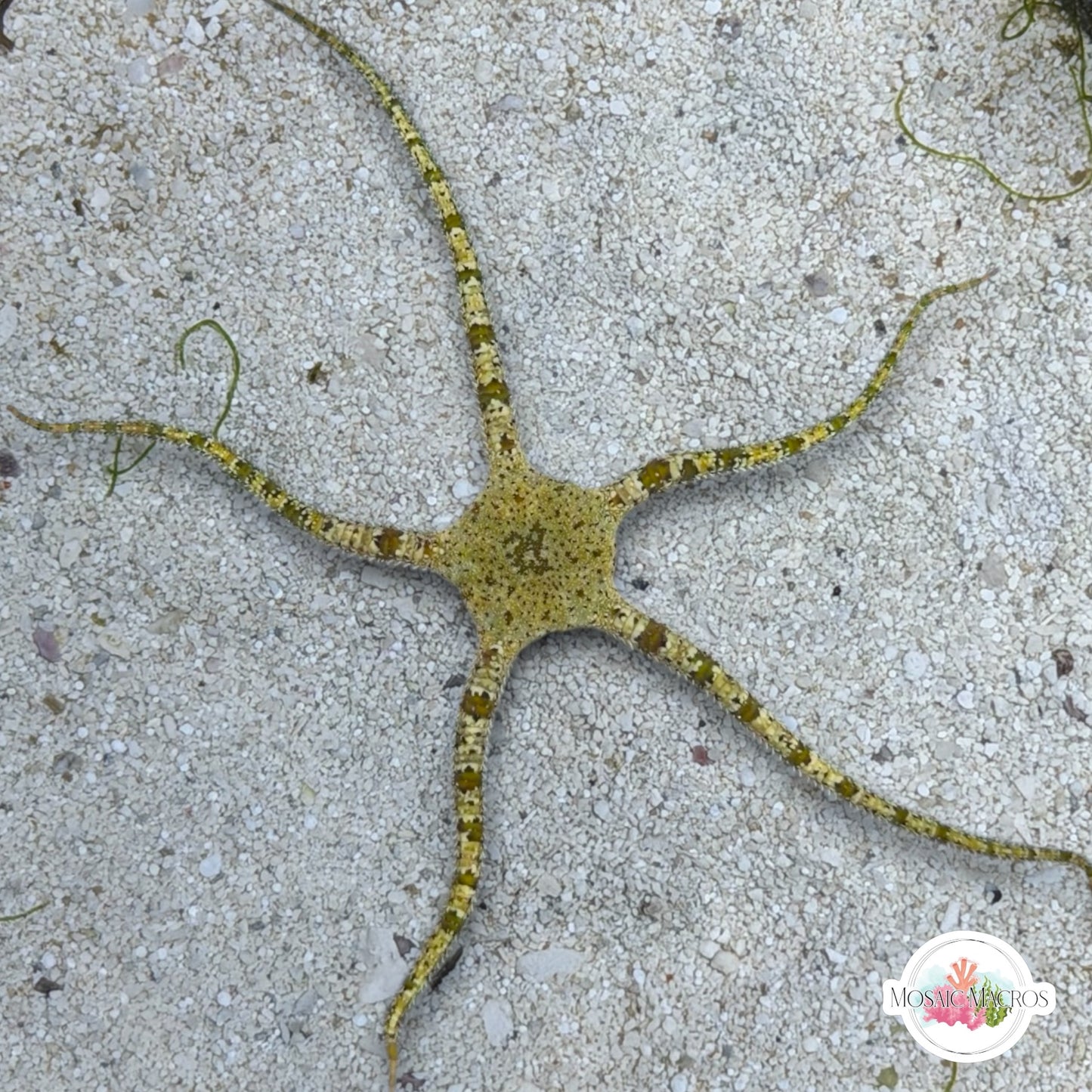 Giraffe Serpent Star | Ophiuroids spp.