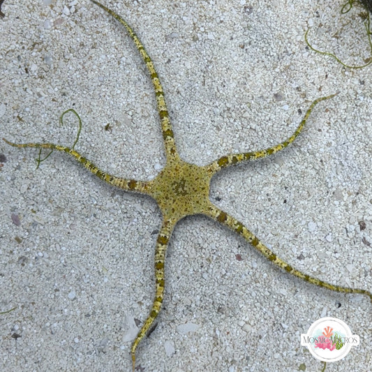 Giraffe Serpent Star | Ophiuroids spp.