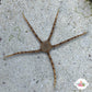 Gray/Black/Banded Serpent Star | Ophiuroids spp.