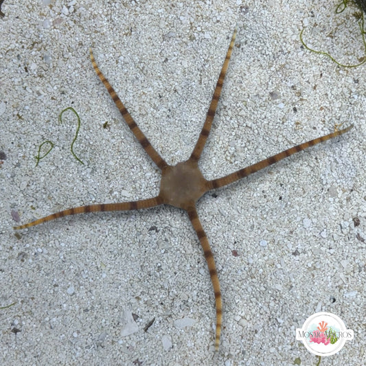 Gray/Black/Banded Serpent Star | Ophiuroids spp.