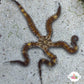 Brittle Star | Ophiuroids spp.