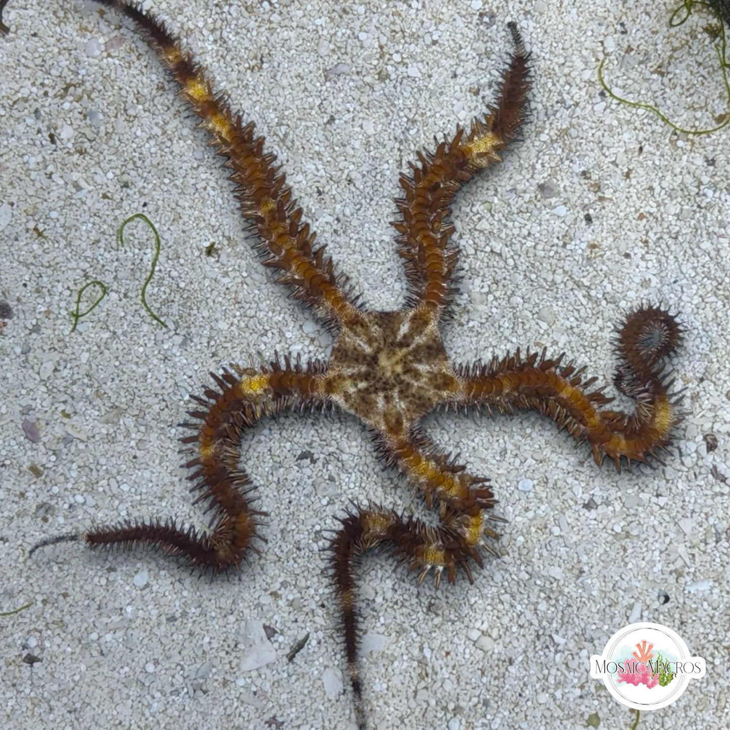 Brittle Star | Ophiuroids spp.