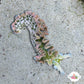 Lettuce Sea Slug | Elysia sp.