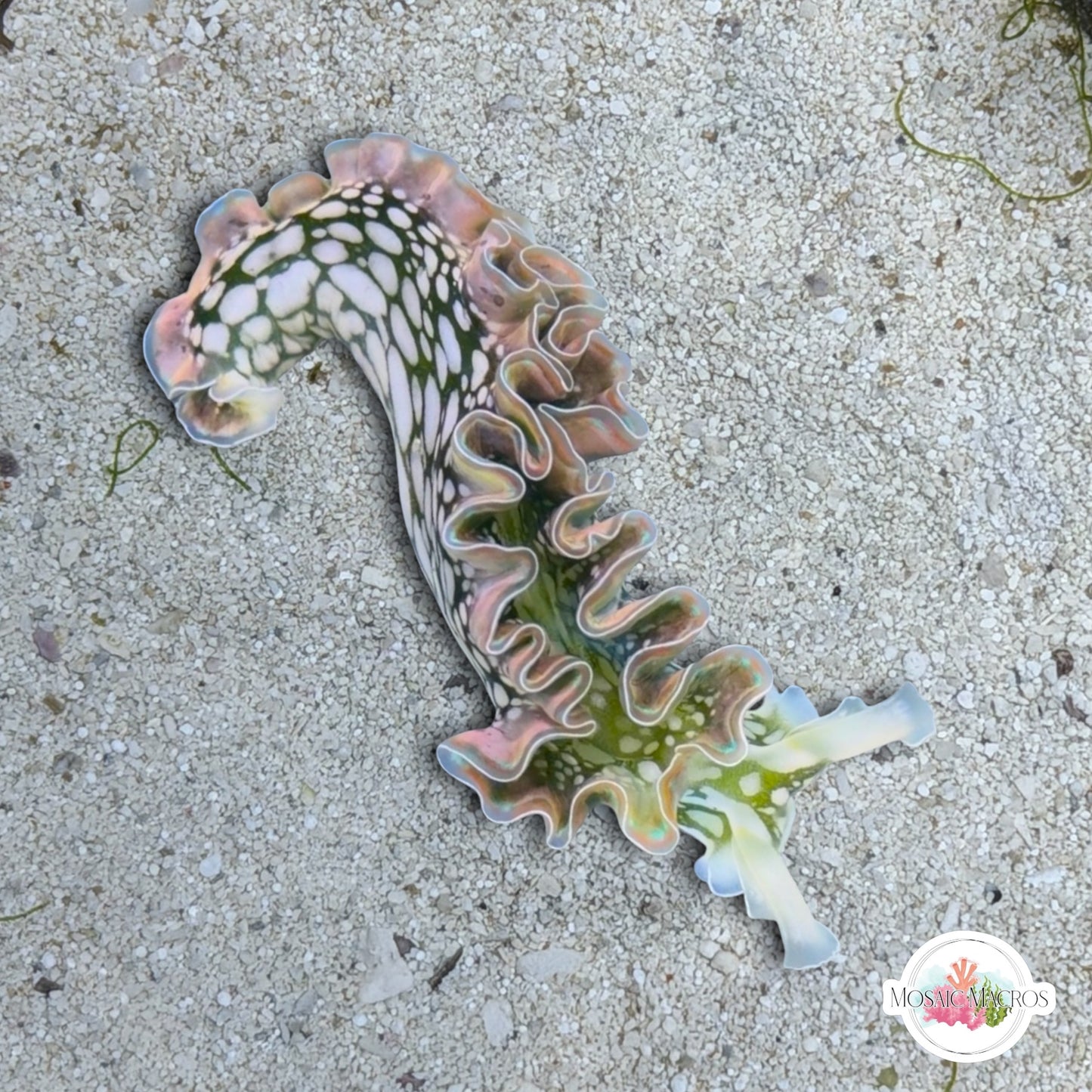 Lettuce Sea Slug | Elysia sp.