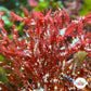 Corkscrew Saw Macroalgae | Neurymenia sp.