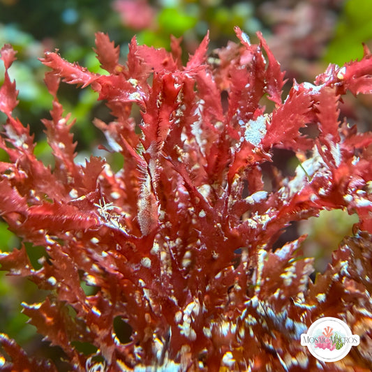 Corkscrew Saw Macroalgae | Neurymenia sp.
