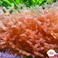 Finger Nemastoma Macroalgae | Nemastoma sp.