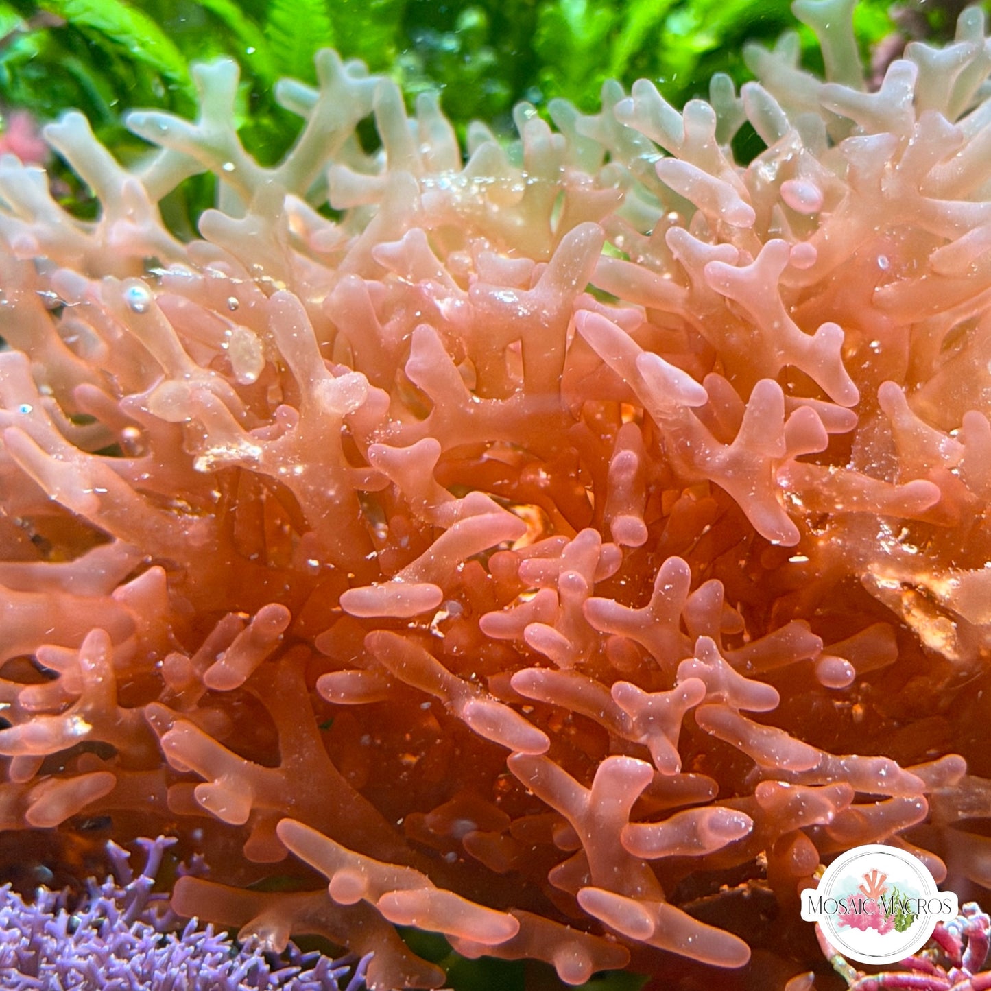 Finger Nemastoma Macroalgae | Nemastoma sp.
