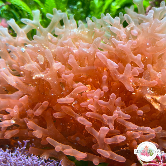 Finger Nemastoma Macroalgae | Nemastoma sp.