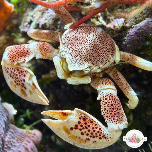 Anemone Porcelain Crab | Neopetrolisthes maculatus